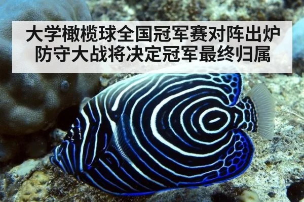 大学橄榄球全国冠军赛对阵出炉 防守大战将决定冠军最终归属